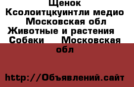 Щенок Ксолоитцкуинтли медио - Московская обл. Животные и растения » Собаки   . Московская обл.